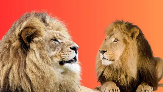 Leo Monthly Horoscope