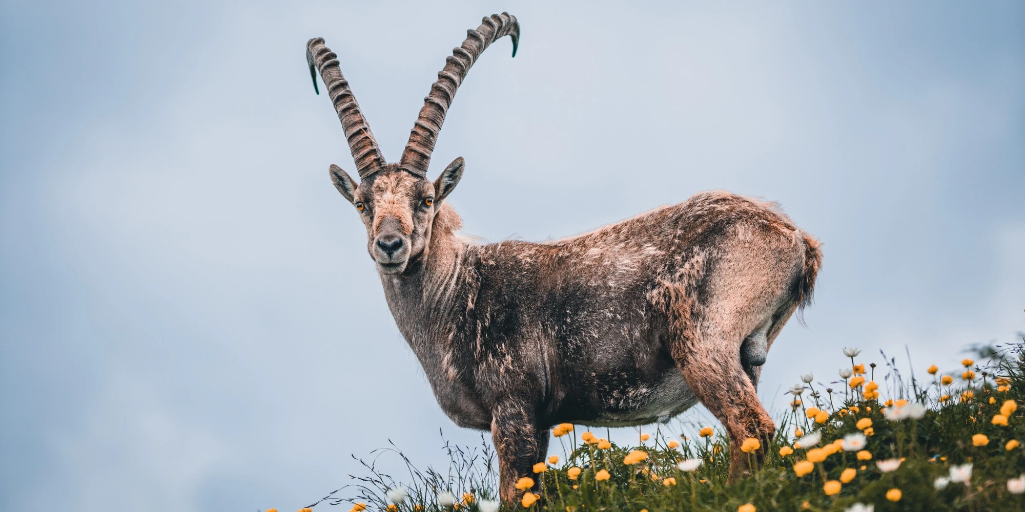 Aries Monthly Horoscope