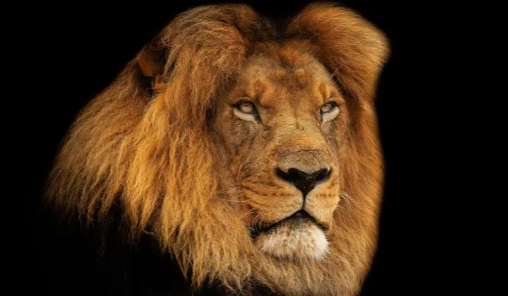Leo Rising